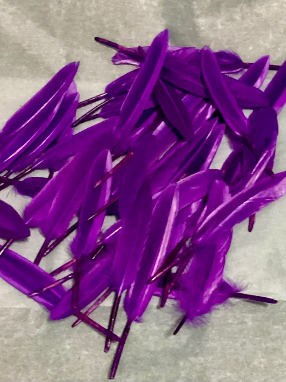 Purple Feathers (49) Variety